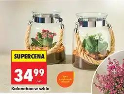 Biedronka Kalanchoe w szkle oferta