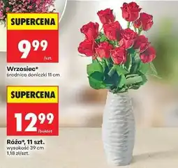 Biedronka Róża 11 szt oferta