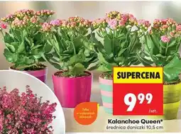 Biedronka Kalanchoe Queen oferta
