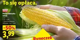 Lidl Polska kukurydza świeża oferta