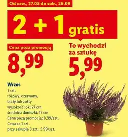 Lidl Wrzos oferta