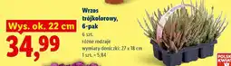 Lidl Wrzos trójkolorowy, 6-pak oferta