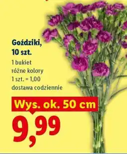 Lidl Goździki, 10 szt oferta
