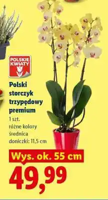 Lidl Polski storczyk trzypędowy premium oferta