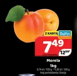 Delfin Morele oferta