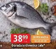 E.Leclerc Dorada królewska cała* Scapmaree oferta