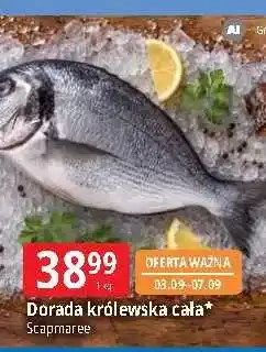 E.Leclerc Dorada królewska cała Scapmaree oferta