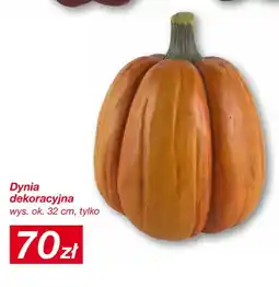 KiK Dynia dekoracyjna oferta