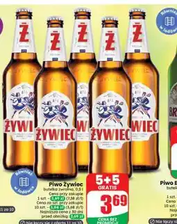 Dino Piwo Żywiec oferta