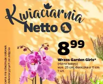 Netto Wrzos Garden Girls* oferta