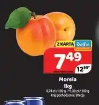 Delfin Morele oferta