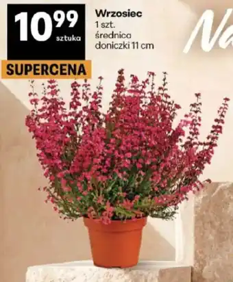 Delikatesy Centrum Wrzosiec oferta