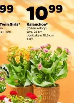 Netto Kalanchoe oferta
