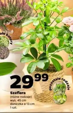 Netto Szeflera oferta