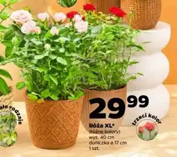 Netto Róża XL oferta