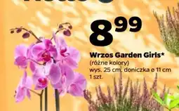 Netto Wrzos Garden Girls oferta