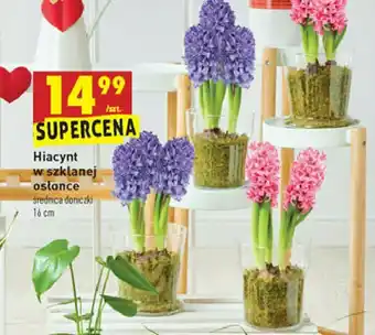 Biedronka Hiacynt w szklanej osłonce 1 SZT oferta