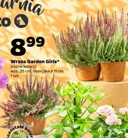 Netto Wrzos Garden Girls oferta