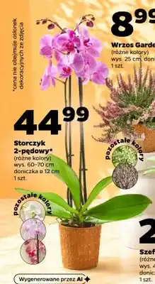 Netto Storczyk 2-pędowy oferta