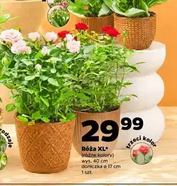 Netto Róża Xl oferta