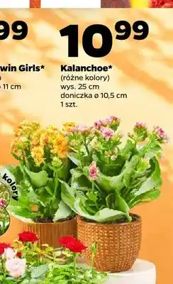 Netto Kalanchoe oferta