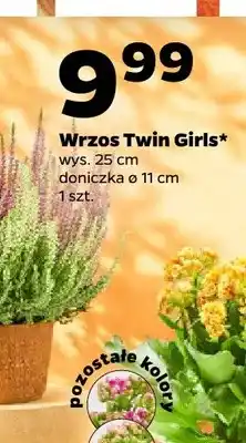 Netto Wrzos Twin Girls oferta