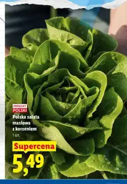 Lidl Sałata masłowa polska z korzeniem oferta