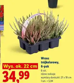 Lidl Wrzos trójkolorowy 6-pak oferta