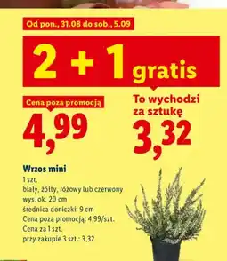 Lidl Wrzos mini oferta