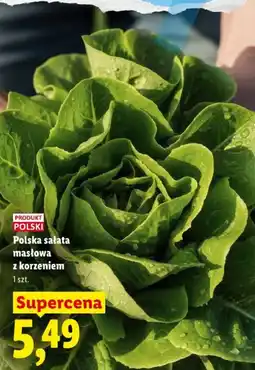 Lidl Polska sałatka masłowa z korzeniem oferta