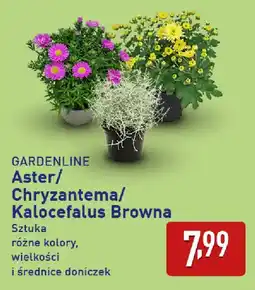 ALDI GARDENLINE Aster/Chryzantema/Kalocefalus Browna oferta