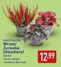 ALDI GARDENLINE Wrzos/Żurawka (Heuchera) oferta
