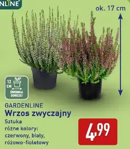 ALDI GARDENLINE Wrzos zwyczajny oferta