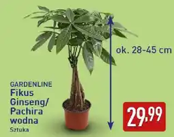 ALDI GARDENLINE Fikus Ginseng/Pachira wodna oferta