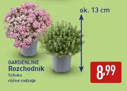 ALDI GARDENLINE Rozchodnik oferta