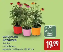 ALDI GARDENLINE Jeżówka oferta