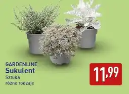 ALDI GARDENLINE Sukulent oferta