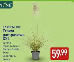 ALDI GARDENLINE Trawa pampasowa XXL oferta