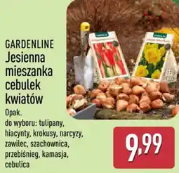 ALDI GARDENLINE Jesienna mieszanka cebulek kwiatów oferta