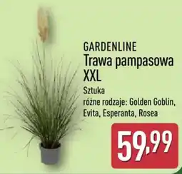 ALDI GARDENLINE Trawa pampasowa XXL oferta
