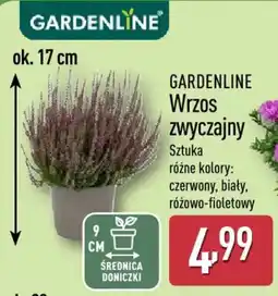 ALDI GARDENLINE Wrzos zwyczajny oferta