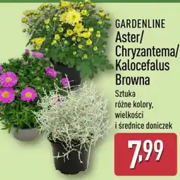 ALDI GARDENLINE Aster/Chryzantema/Kalocefalus Browna oferta