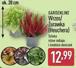 ALDI GARDENLINE Wrzos/Żurawka (Heuchera) oferta