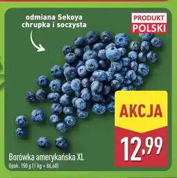 ALDI Borówka amerykańska XL oferta