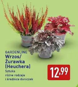 ALDI Wrzos Gardenline oferta