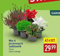 ALDI Mix jesiennych sadzonek Gardenline 6-pak oferta
