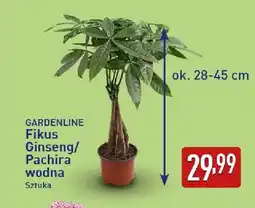 ALDI Fikus Ginseng Gardenline oferta