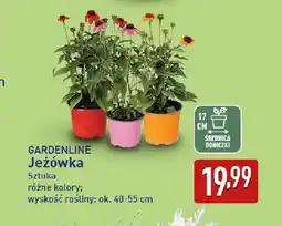 ALDI Jeżówka Gardenline oferta