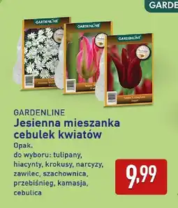 ALDI Jesienna mieszanka cebulek kwiatów tulipany Gardenline oferta