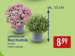 ALDI Rozchodnik Gardenline oferta